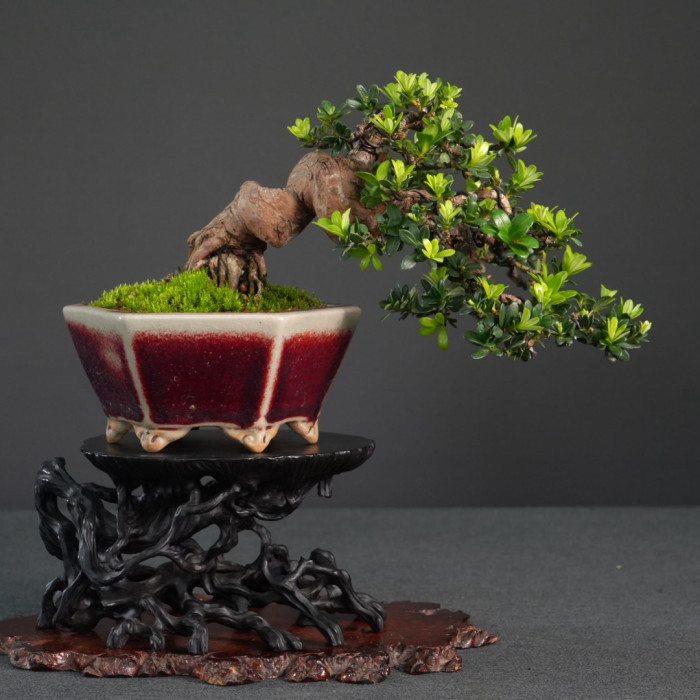 綠鑽羅漢松小品盆栽｜ 稀珍臨水飄逸型態、名家紫紅鈞釉盆、新手推薦第一名好照顧
