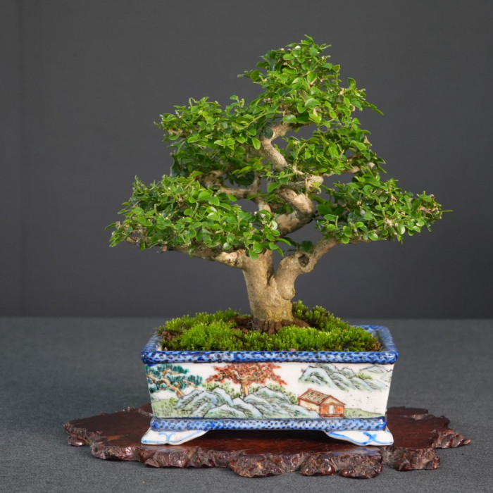 細葉七里香小品盆栽｜稀珍達摩品種、古典彩繪山水盆、春夏秋開花強香精品種